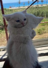 Oceans Apart(�ǿ�)